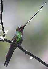 Sword-billed Hummingbird © John Muddeman